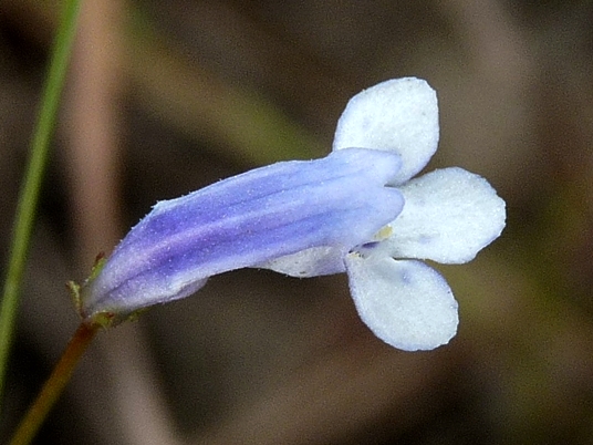 {Lindernia monticola}